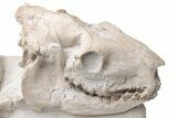 Fossil Oreodont (Merycoidodon) Skull with Associated Bones #232219-1
